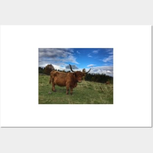 Scottish Highland Cattle Cow 1562 Posters and Art